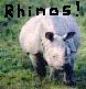 &lt;p&gt;&amp;nbsp;&amp;nbsp;&amp;nbsp;&amp;nbsp; Javan Rhinos are grayish in color, with a single small horn. The females don&#39;t have horns. The animals can weigh up to 1.6 tons.&lt;/p&gt;
&lt;p&gt;&amp;nbsp;&amp;nbsp;&amp;nbsp;&amp;nbsp;&amp;nbsp;They eat the leaves of small trees as well as fruits. They will tke a sapling down and strip it bare. &lt;/p&gt;
&lt;p&gt;&amp;nbsp;&amp;nbsp;&amp;nbsp;&amp;nbsp;&amp;nbsp; They have poor vision, seldom making anything out unless it&#39;s right in front of their eyes. They navigate by excellent sense of smell and hearing.&lt;/p&gt;
&lt;p&gt;&amp;nbsp;&amp;nbsp;&amp;nbsp;&amp;nbsp;&amp;nbsp; When they&#39;re not gathering food, they love to wallow in the mud.&lt;/p&gt;