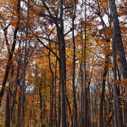 Woods