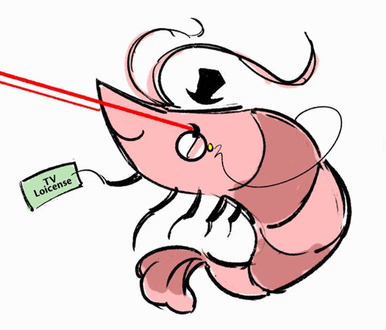 shrimpMHD.jpg